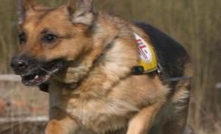 Auch ein Mantrailer-Hund der Rettungshundebrigade war bei der Suche dabei. Symbolfoto: Weihbold