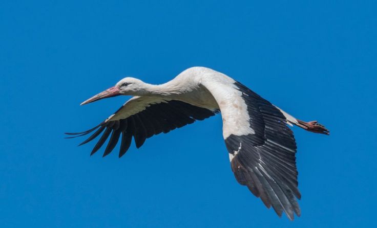 Der Storch überlebte die Kollision leider nicht. Symbolfoto: Carl Allen/shutterstock.com