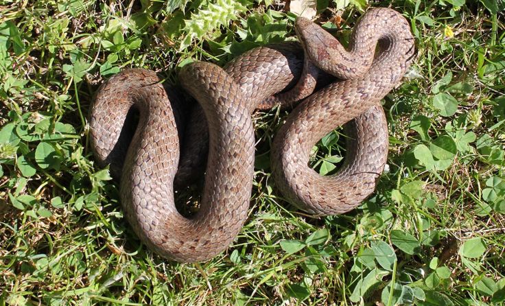 Die 78 cm große Glatt- oder Schlingnatter nistete sich in einem Garten ein. Foto: Esterbauer