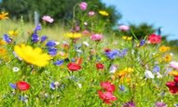 Ab 2020 soll kein Gift mehr verwendet werden. (Bild: fotolia.com)