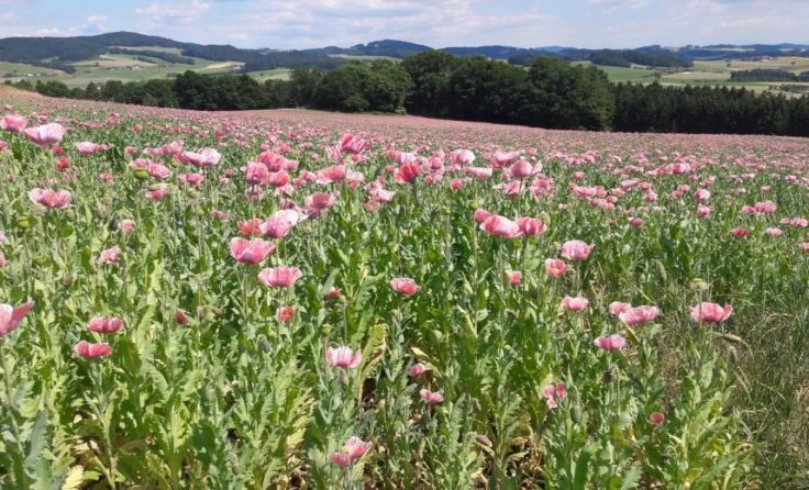 Der Mohnanbau hat in Österreich eine lange Tradition. Foto: LK OÖ