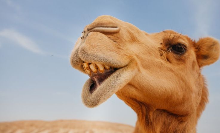 Foto: Alexandra Lande/Shutterstock.com