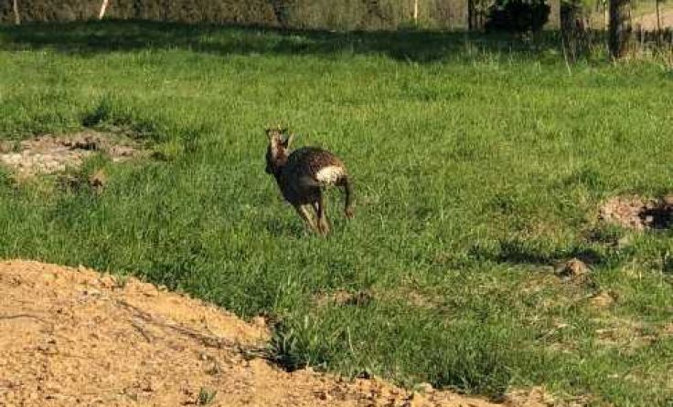 Das Tier wurde in die Freiheit entlassen. Foto: Tierhilfe Gusental