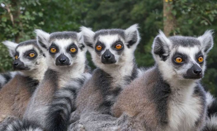 Lemur-Katta-Affen Foto: RichartPhotos/Shutterstock.com