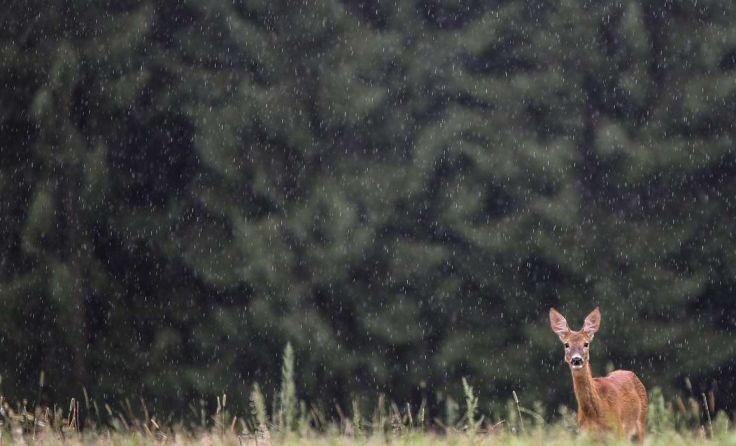 Symbolfoto: Weihbold