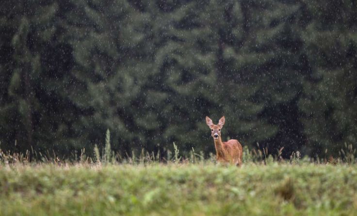 Symbolfoto: Weihbold