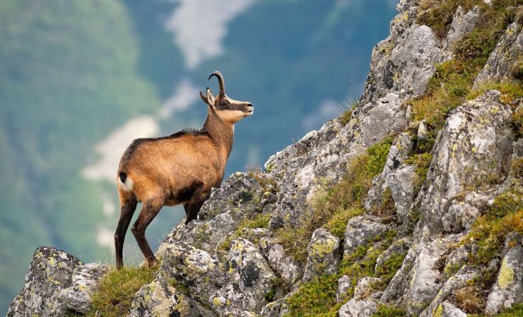 Foto: WildMedia/shutterstock.com