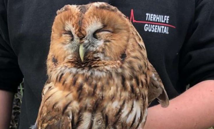 Fotos: Tierhilfe Gusental