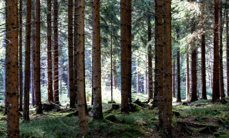 Symbolfoto: Weihbold