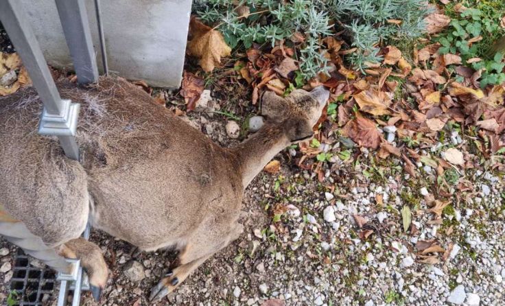 Das Reh steckte im Zaun fest. (Foto: ff-badischl.at)