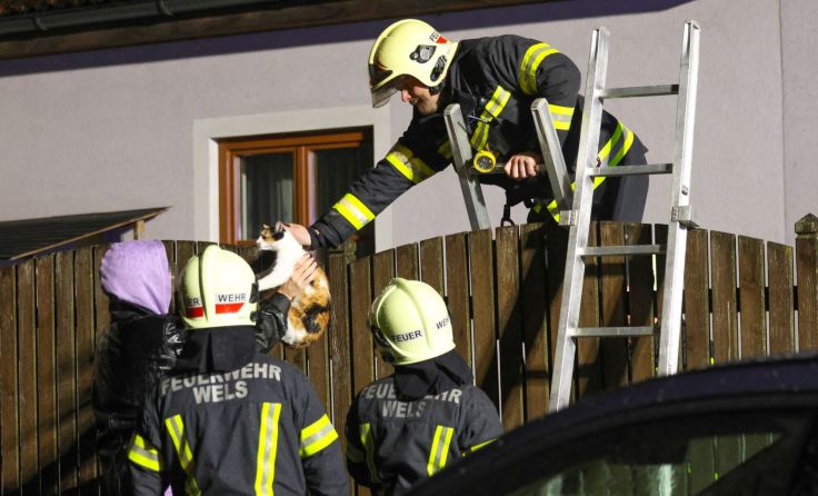 Die Feuerwehr brachte die Katze zurück zu ihrem Besitzer (Foto: laumat/Matthias Lauber)