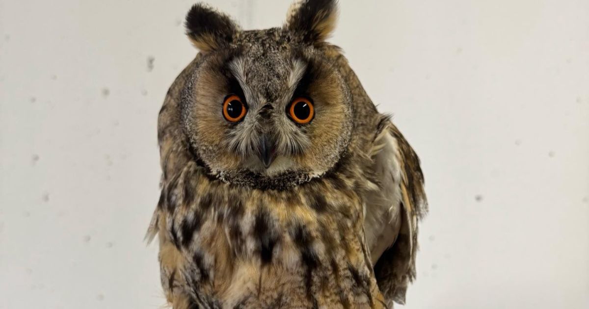 Injured long-eared owl caught in Pichl near Wels