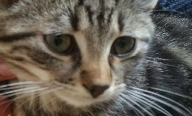 Der Verein sucht liebevolle Plätze. Foto: Tierschutzverein Katzenjammer