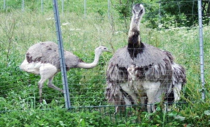 Foto: Tierparadies Schabenreith