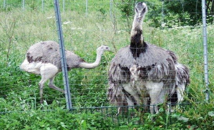 Foto: Tierparadies Schabenreith
