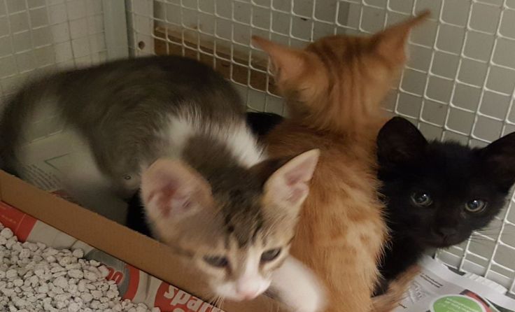 Ozzy (schwarz) und Sivi (grau-weiß)