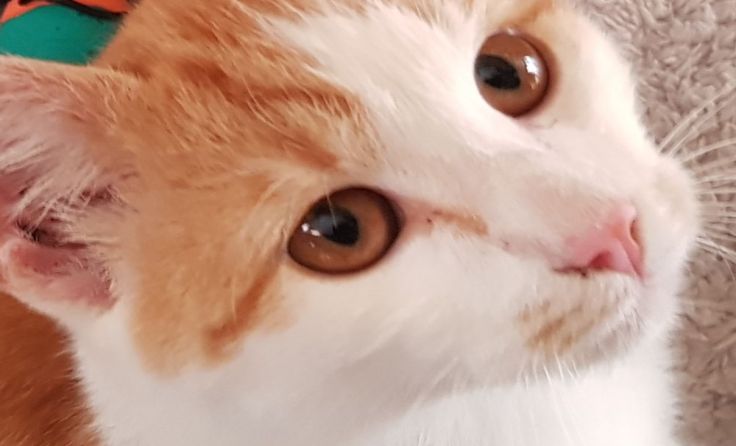 Berry. Foto: TSV Katzenjammer