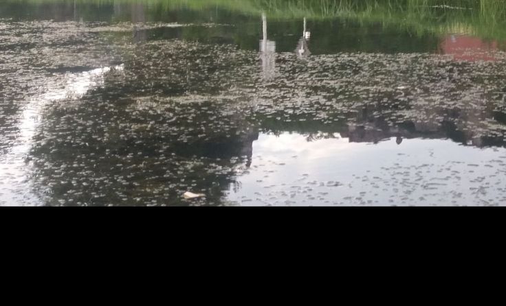 Deutlich zu sehen an der Wasseroberfläche: Die sogenannte Wasserpest.