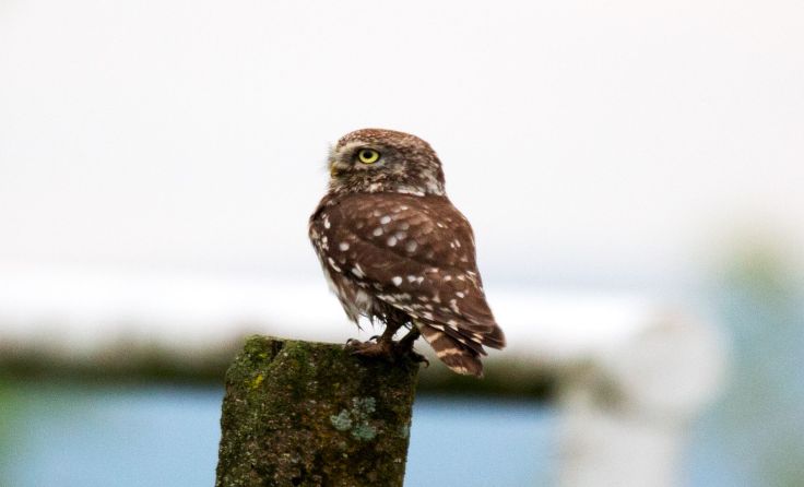 Foto: Karl Huber