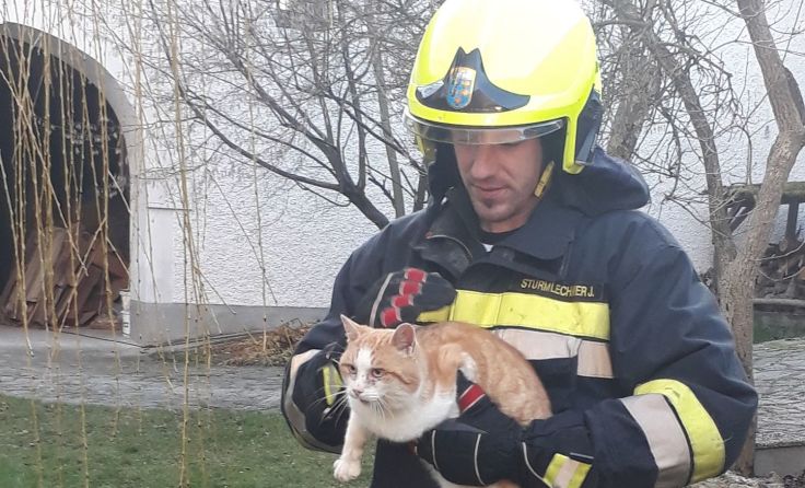 Die von der Feuerwehr Ruprechtshofen gerettete Katze