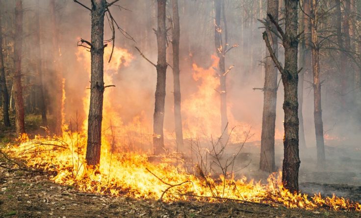 Symbolfoto: Dmytro Gilitukha/Shutterstock.com