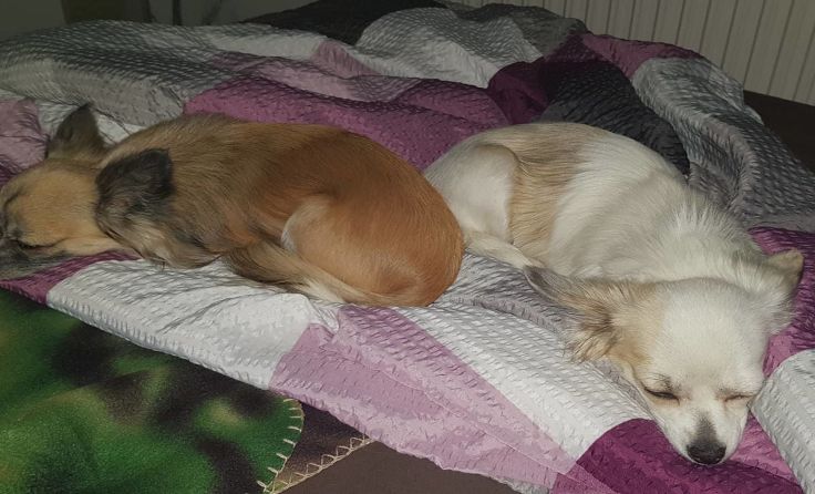 Samy (links) und Mira verstehen sich schon ausgezeichnet. Foto: Lisa Reinberger
