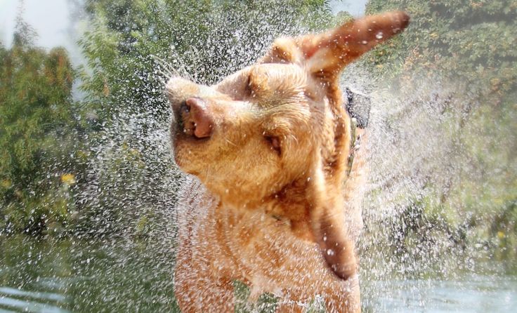 Ungetrübter Badespaß in der Krems ist garantiert. Foto: Anette Shaff/Shutterstock.com