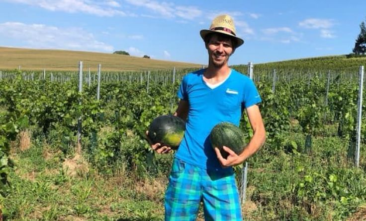 Winzer Florian Eschlböck freut sich über die ersten Gumpoldinger Melonen. Foto: 95 Tage