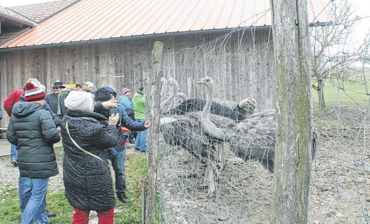 Die Straußen warten gierig auf ihr Futter.