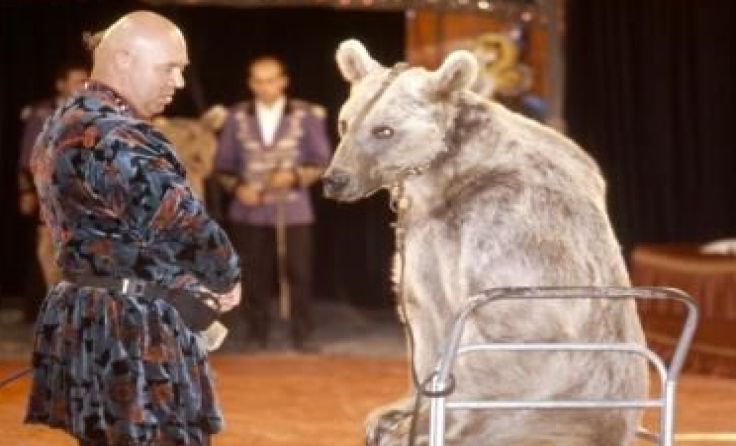 Auch der Bär Tom musste in einem Zirkus leben. Foto: VIER PFOTEN 