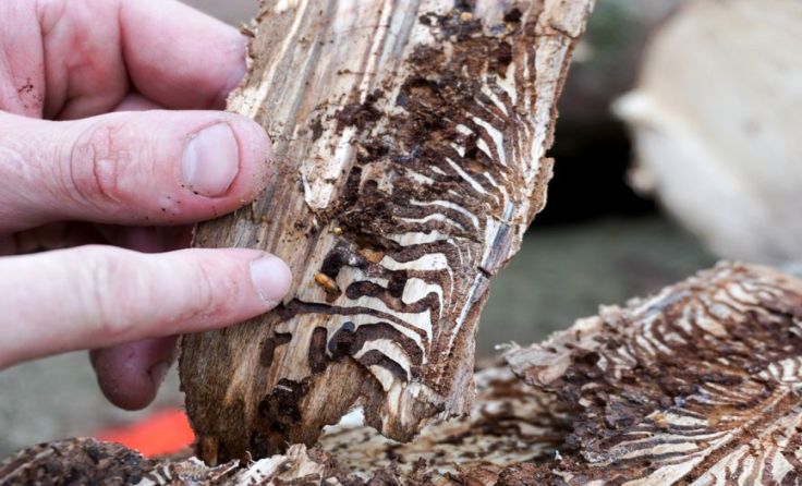 Der Borkenkäfer vermehrt sich in kurzer Zeit. Foto: Foto-Sabine/Shutterstock.com