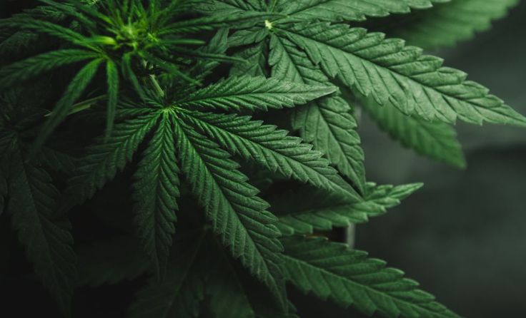 Der Konsum von Cannabis nimmt immer mehr zu. Foto: Yarygin/Shutterstock.com
