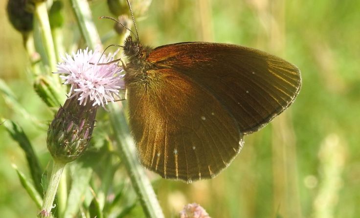 Dieser seltene Schmetterling wurde im Raaderwald entdeckt. Foto: Florian Mayr