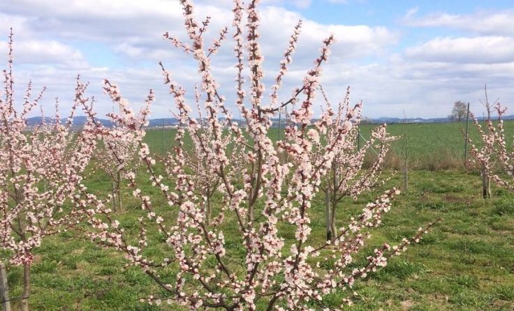 So hat der Marillenbaum vor den Frostnächten ausgesehen. Fotos: Bräuer