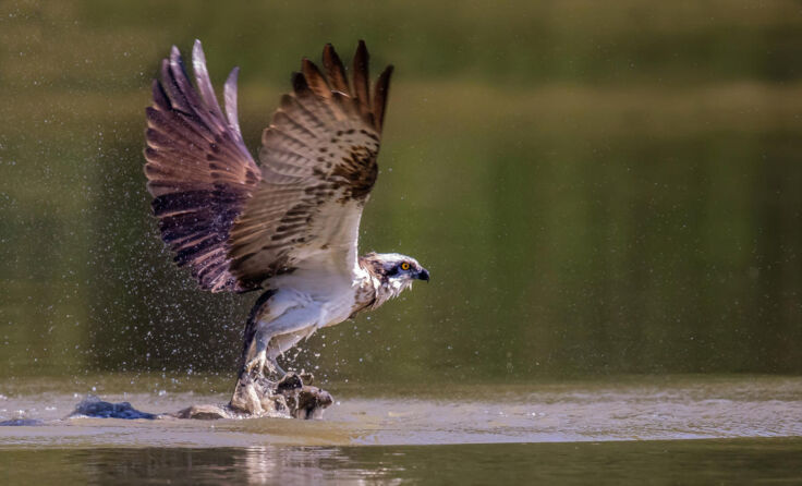 Im richtigen Moment drückte der Münzbacher Fotograf auf den Auslöser. (Foto: Neugschwandtner)