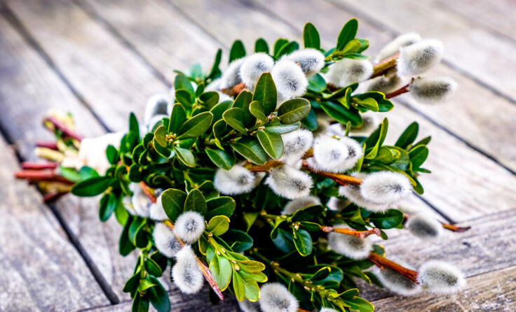 Palmbuschen am Wochenmarkt kaufen. (Foto: FooTToo/Shutterstock.com)