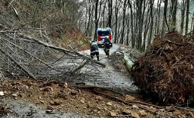 Die FF Rannariedl war in der Donauleitn im Einsatz. Foto: FF Rannariedl