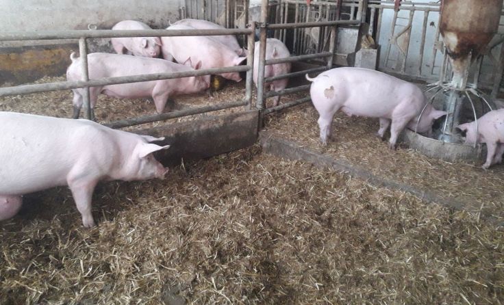 Die Schweine leben auf Stroh und werden gentechnikfrei gefüttert. Foto: Panholzer