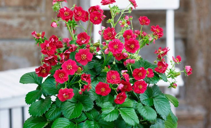 Erdbeere „Summer Breeze Rose“ – immertragend, Blüte in Rosenform. Foto: Dopetsberger