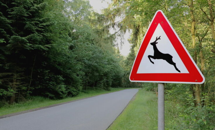 Symbolfoto Wildwechsel (Foto: in-foto-backgrounds/stock.adobe.com)
