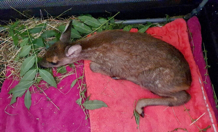  (Foto: Tierparadies Schabenreith | Hofner)
