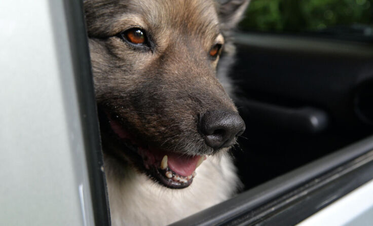 Symbolfoto eines Hundes in einem Auto (Foto: sonne_fleckl/stock.adobe.com)