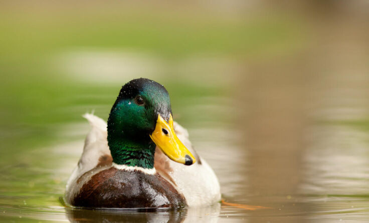  (Foto: shocky/stock.adobe.com)