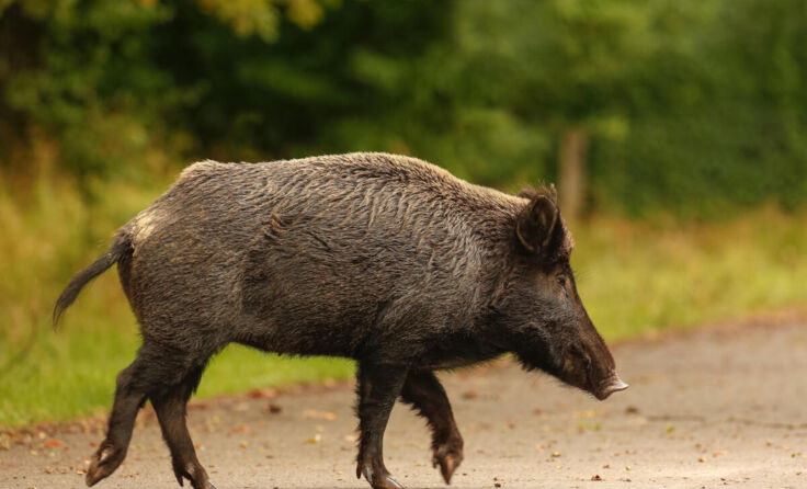  (Foto: Natureimmortal/stock.adobe.com)