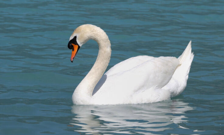  (Foto: wyssu/stock.adobe.com (Symbolfoto))