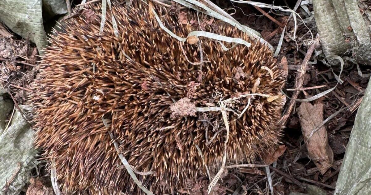 Animal rescuers in action: Hedgehog caught in the threads of a ripped ...