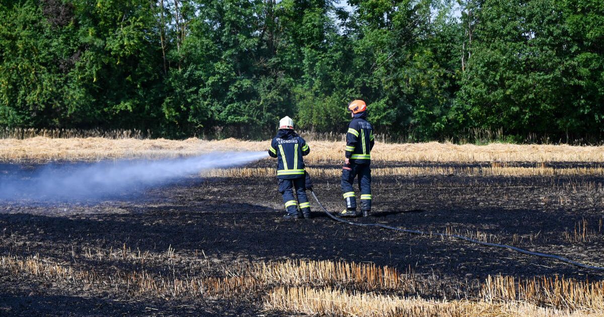Feldbrand in Leonding-Holzheim rasch unter Kontrolle