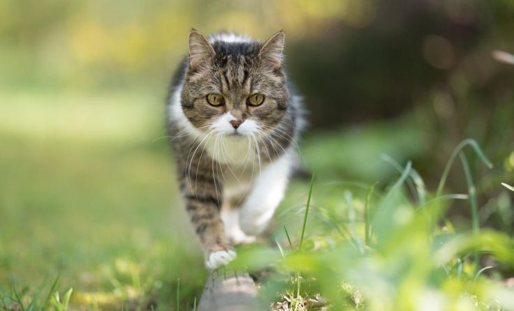 (Foto: nils.jacobi@gmx.net/FurryFritz/stock.adobe.com (Symbolfoto))