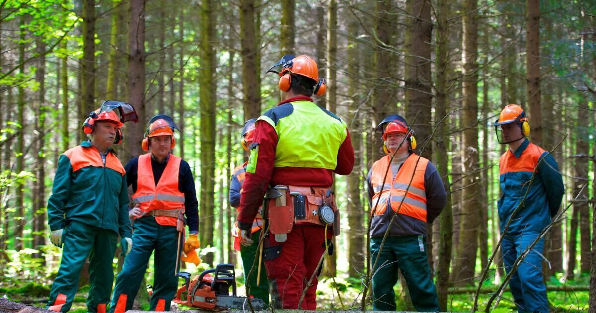 Apprenticeship makes forestry worker certification possible in one year