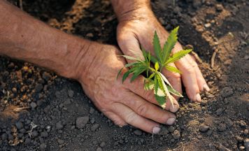 Werde weiter Cannabis anbauen: 46-Jähriger nach Hausdurchsuchung verhaftet